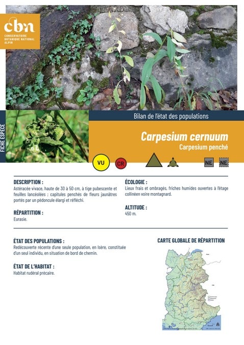 Couverture_fiche_Carpesium_cernuum