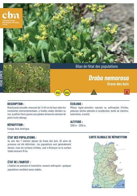 Couverture_fiche_Draba_nemorosa