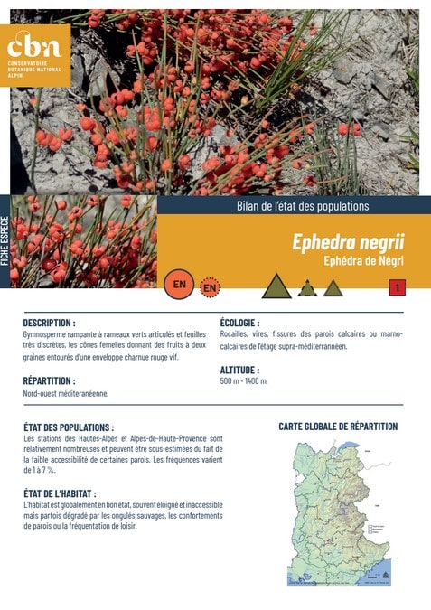 Couverture_fiche_Ephedra_negrii