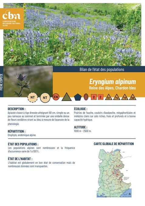 Couverture_fiche_Eryngium_alpinum