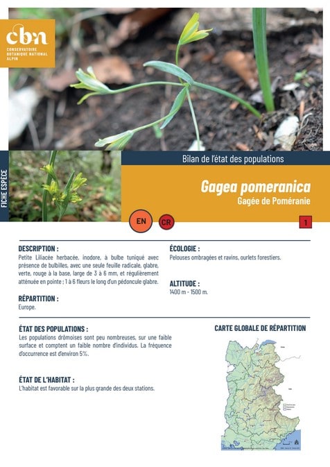 Couverture_fiche_Gagea_pomeranica