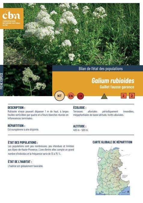 Couverture_fiche_Galium_rubioides