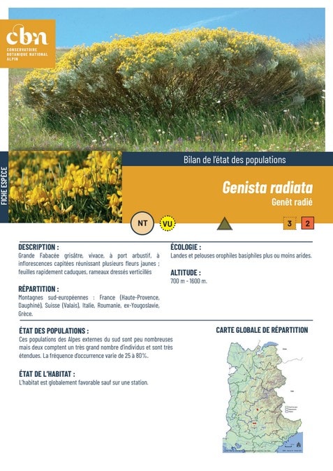 Couverture_fiche_Genista_radiata