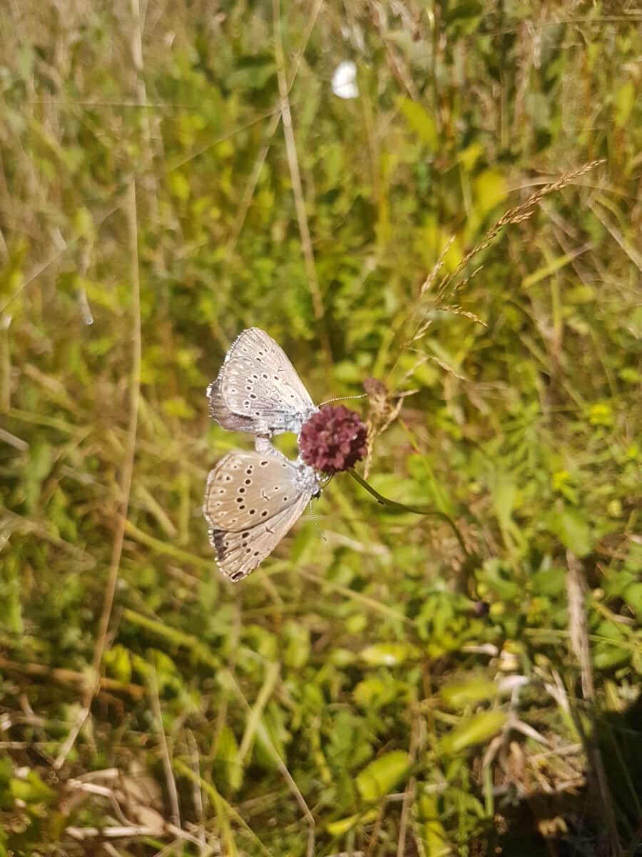 Accouplement de papillons Azuré de la Sanguisorbe