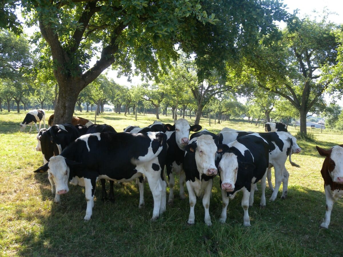 vaches sous des arbres fruitiers