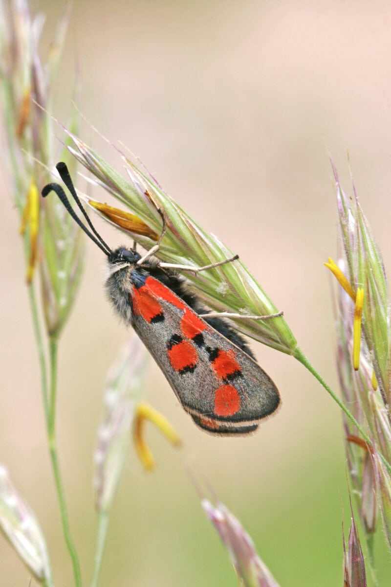 Photo du papillon Zygène cendrée Zygaena rhadamanthus - Espèce du Plan national d'actions papillons (par Yann Baillet)