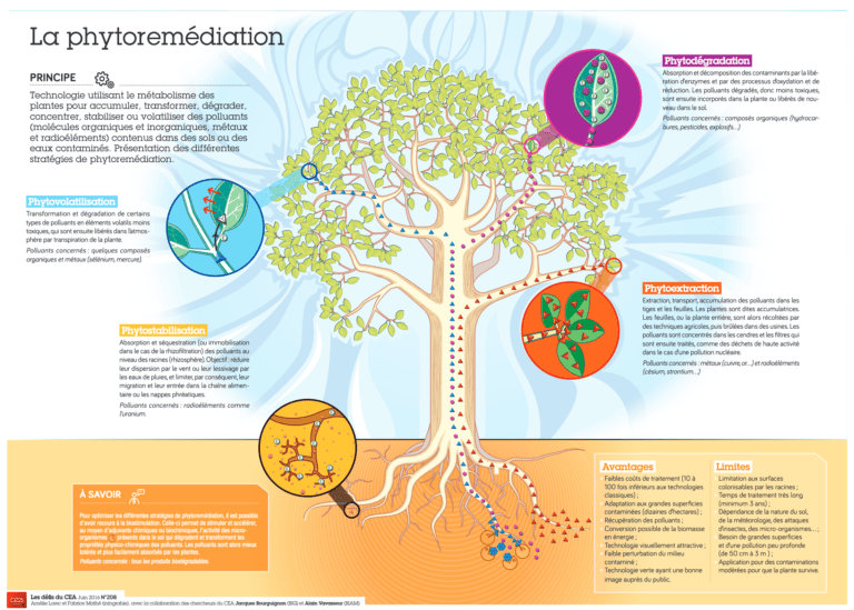 Screenshot 2024-03-12 at 06-39-20 defis-du-CEA-infograhie-phytoremediation