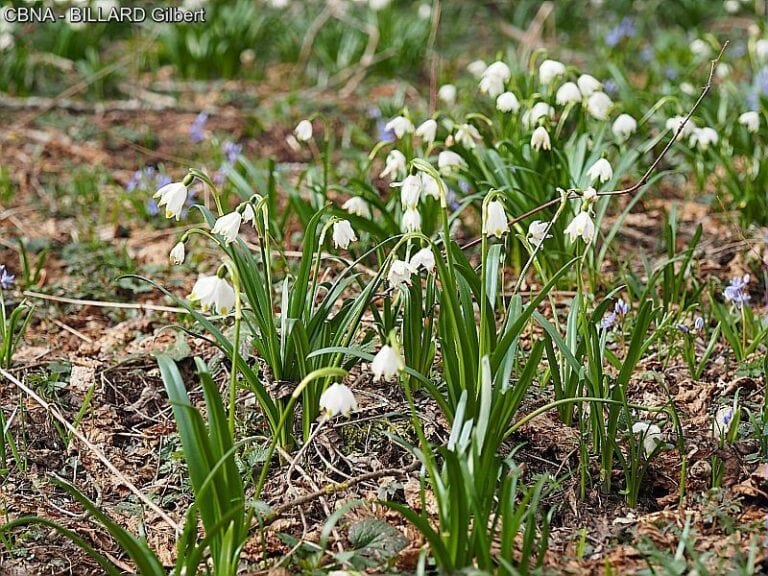 Nivéole de Printemps Leucojum vernum