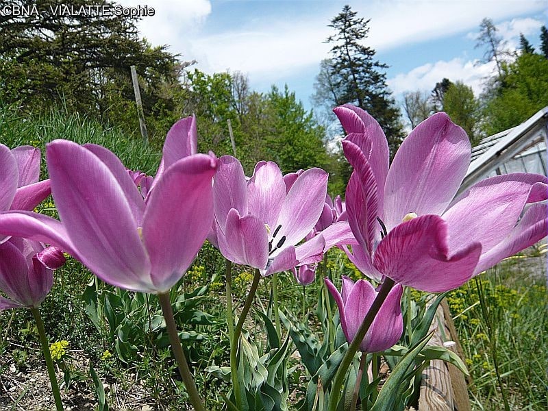 tulipa_platystigma