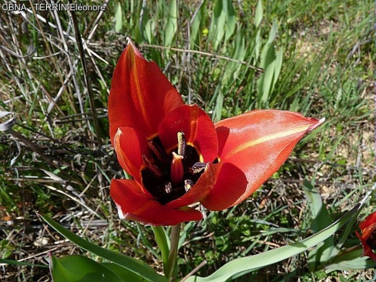 Photo de Tulipa radii