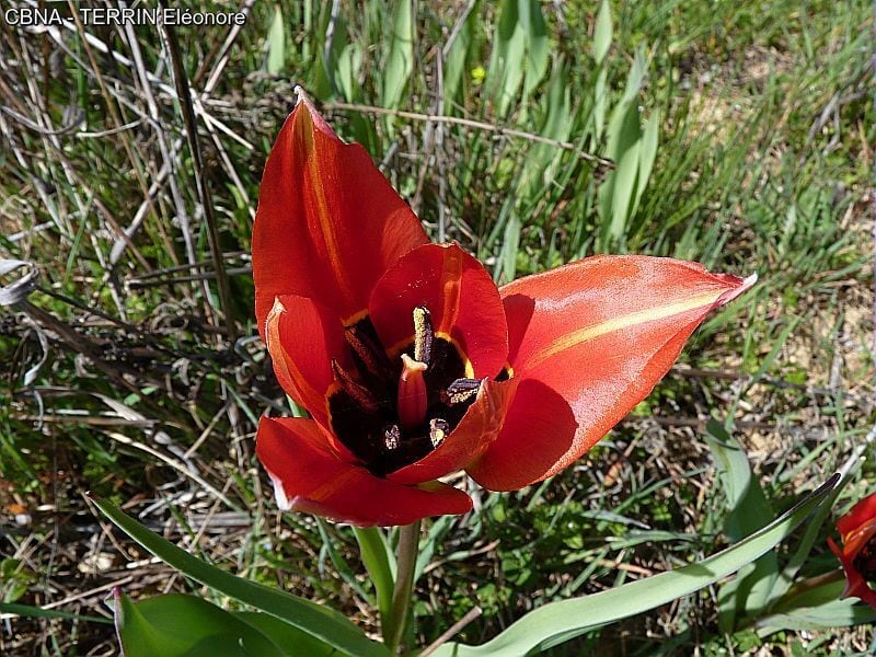 Photo de Tulipa radii