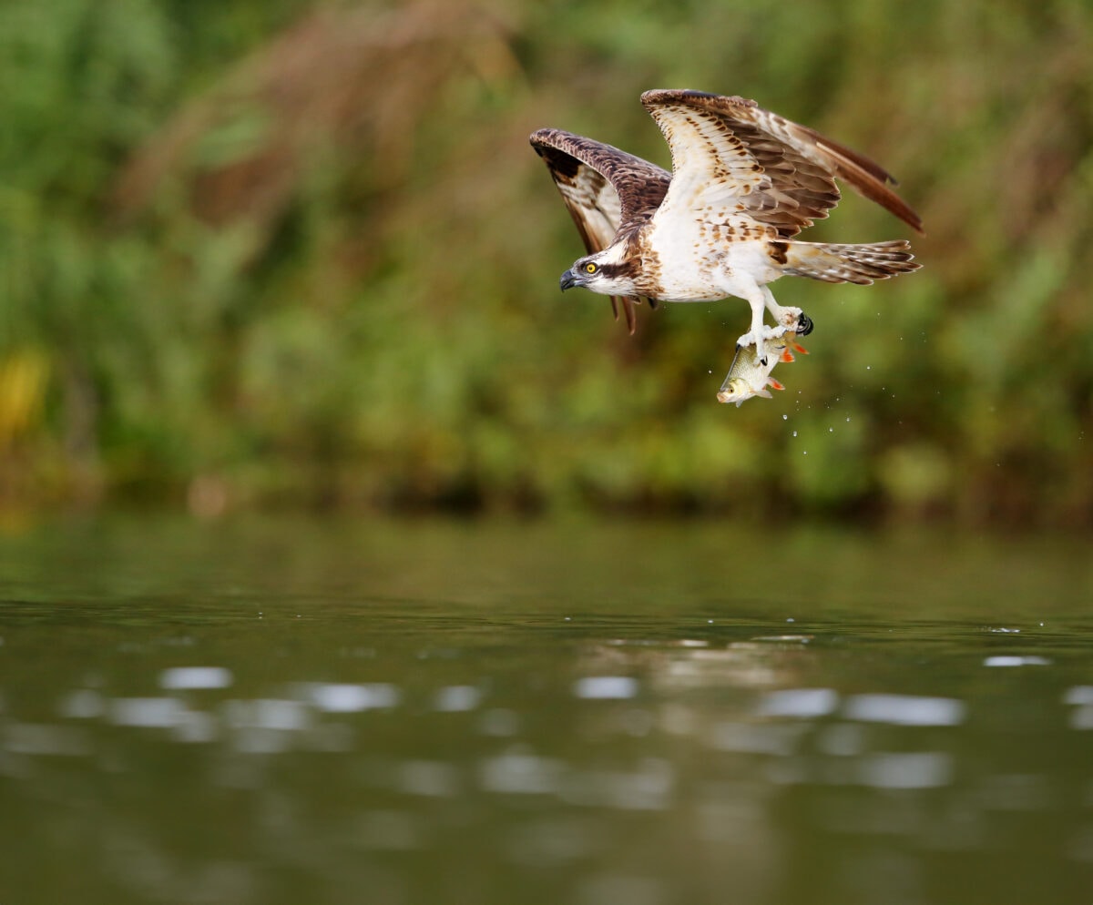 Balbuzard pêcheur