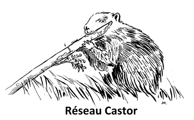 Logo réseau Castor