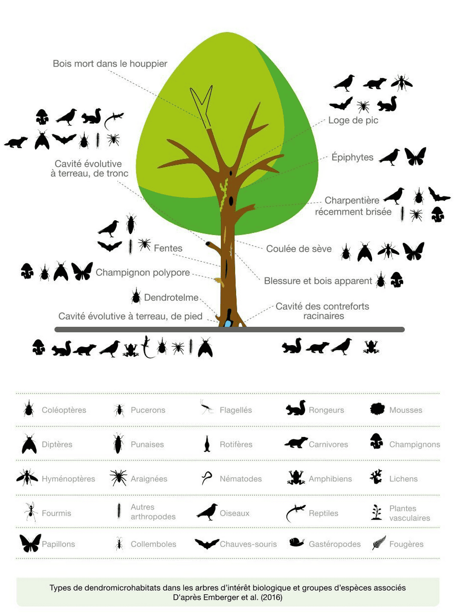 Int r t Biologique De L arbre Urbain Groupes D esp ces Associ es int-r-t-biologique-de-l-arbre-urbain-groupes-d-esp-ces-associ-es