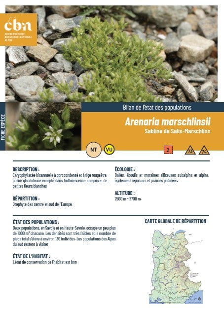 couverture_Arenaria marschlinsii