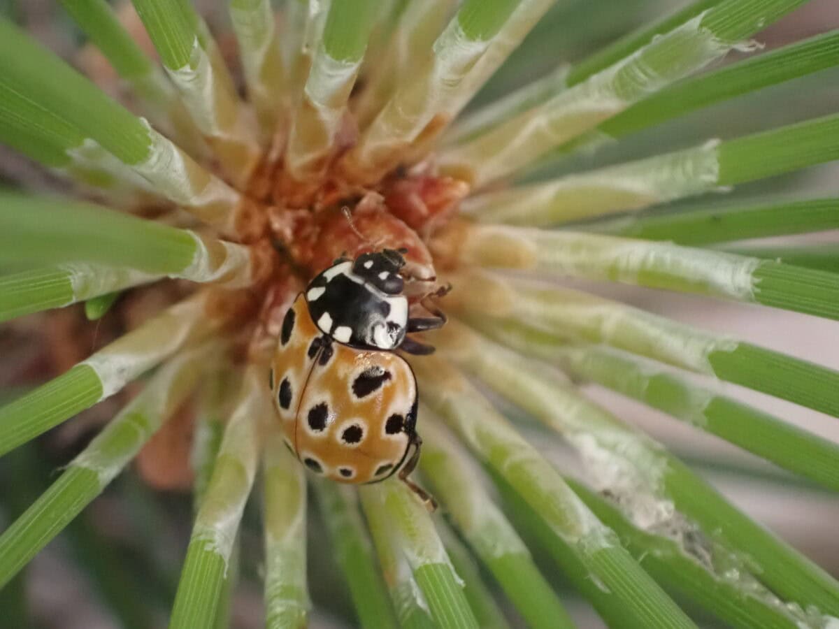 Photo de la coccinelle Anatis ocelatta par Bénédicte Maurouard (Arthropologia)