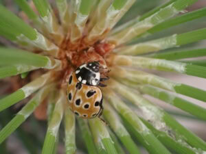 Photo de la coccinelle Anatis ocelatta par Bénédicte Maurouard (Arthropologia)