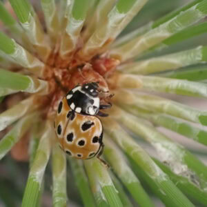 Photo de la coccinelle Anatis ocelatta par Bénédicte Maurouard (Arthropologia)