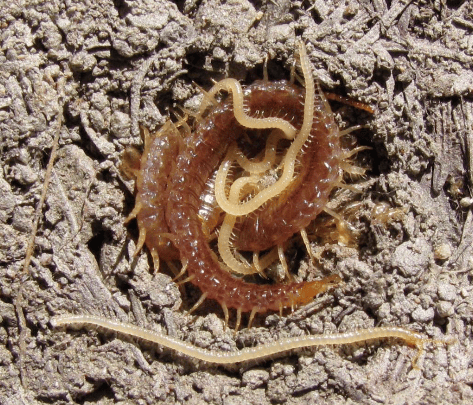 Photo de mille-pattes chilopodes prise par le spécialiste Etienne Iorio