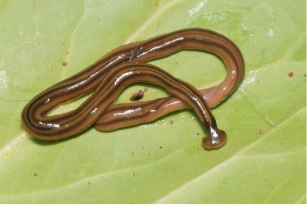 Photographie d'un ver : Bipalium kewense