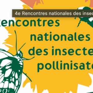 Illustration des 4èmes rencontres nationales des insectes pollinisateurs (Lyon, Octobre 2025)