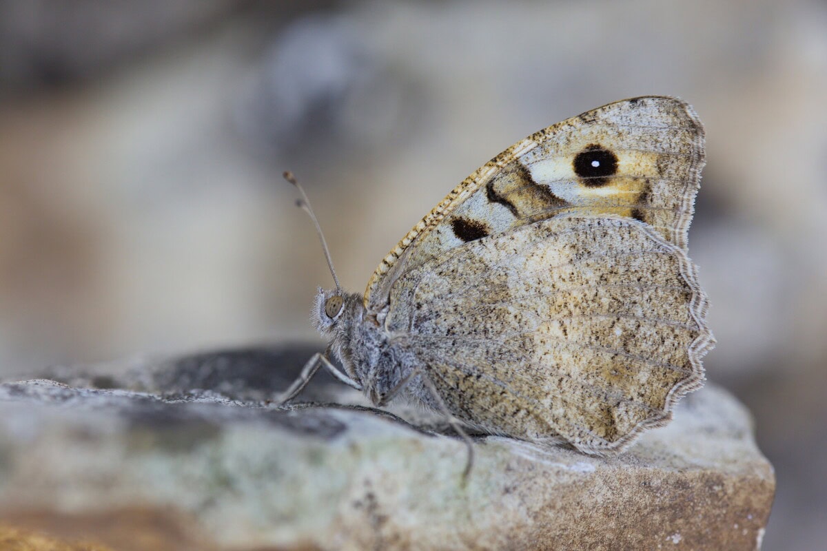 Photo du papillons l'Hermite Chazara briseis - Espèce du Plan National d'actions Papillons (par Yann Baillet)