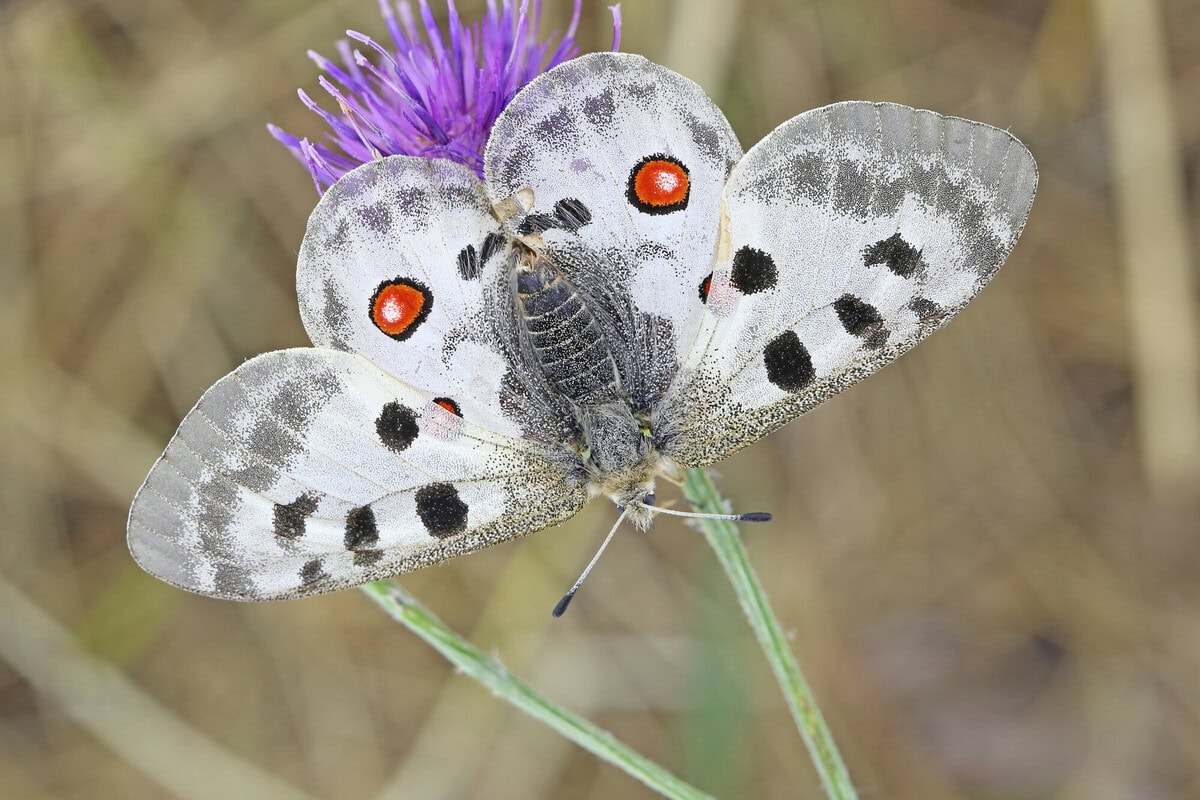 Photo du papillons Apollon Parnassius apollo - Espèce du Plan National d'actions Papillons (par Yann Baillet)