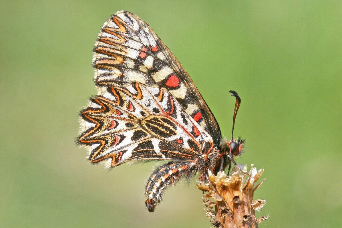 Photo du papillon La Diane (Zerynthia polyxena), espèce du Plan national d'Actions papillons (par Yann Baillet)