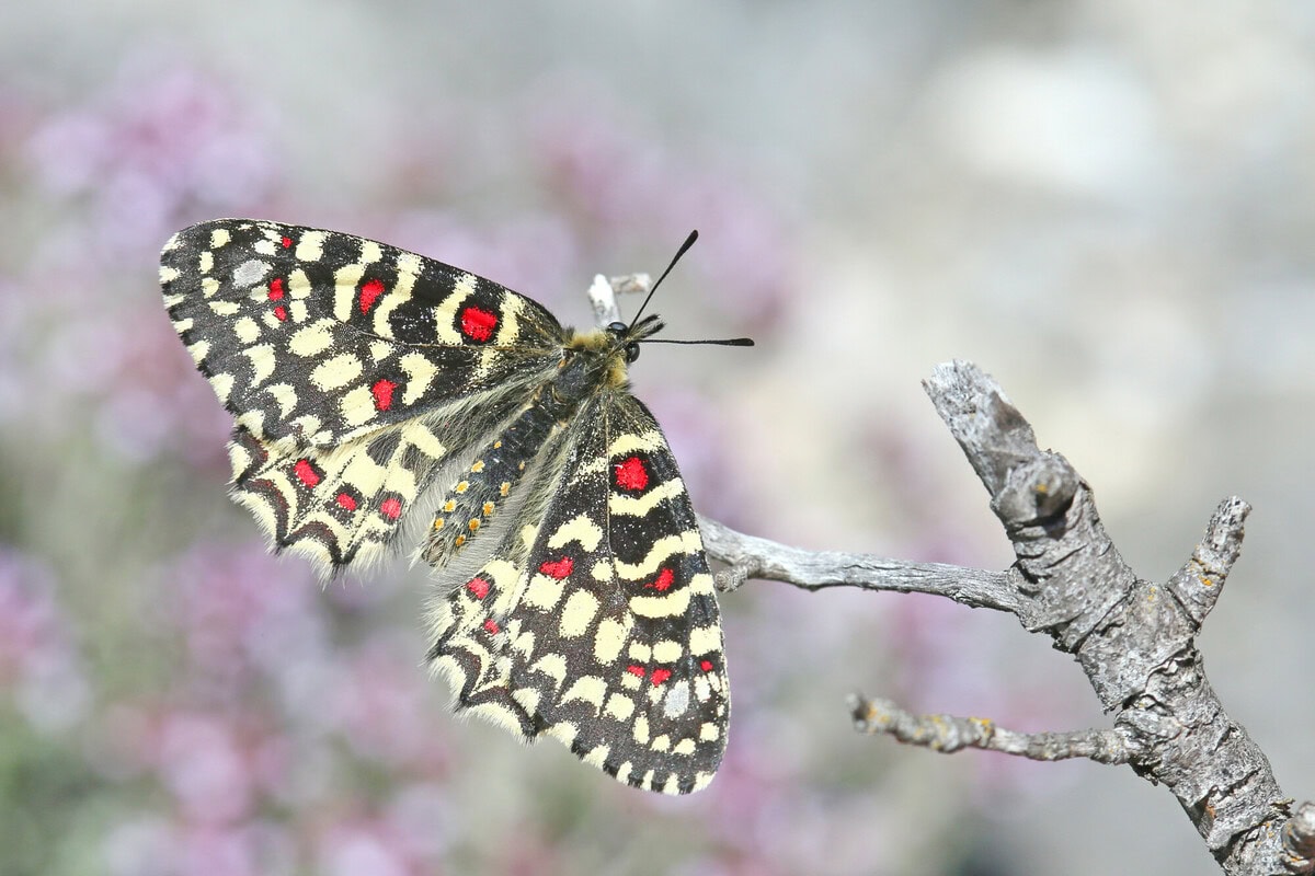 Photo du papillons Proserpine Zerynthia rumina - Espèce du Plan National d'actions Papillons (par Yann Baillet)