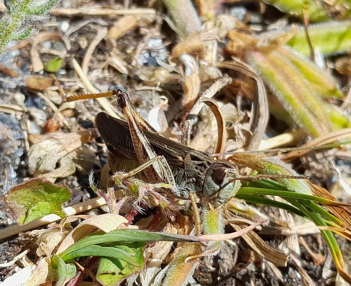 Photographie du criquet Sténobothrus cotticus (Le Sténobothre cottien) découvert en 2025 en Auvergne-Rhône-Alpes