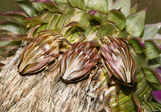 Photograhpie d'illustration : Les Cirsium sont une plante appréciée des Odontotarsus.