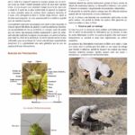 Exemple de page du guide Pentaura sur les punaises pentatomoidea - généralités (anatomie, prospection...)