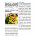 Exemple de page du guide Pentaura sur les punaises pentatomoidea - introduction