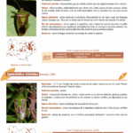 Exemple de page du guide Pentaura sur les punaises pentatomoidea - monogaphies