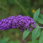 Photographie d'une plante invasive : l'arbre à papillon ou Buddleia de David