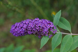 Photographie d'une plante invasive : l'arbre à papillon ou Buddleia de David