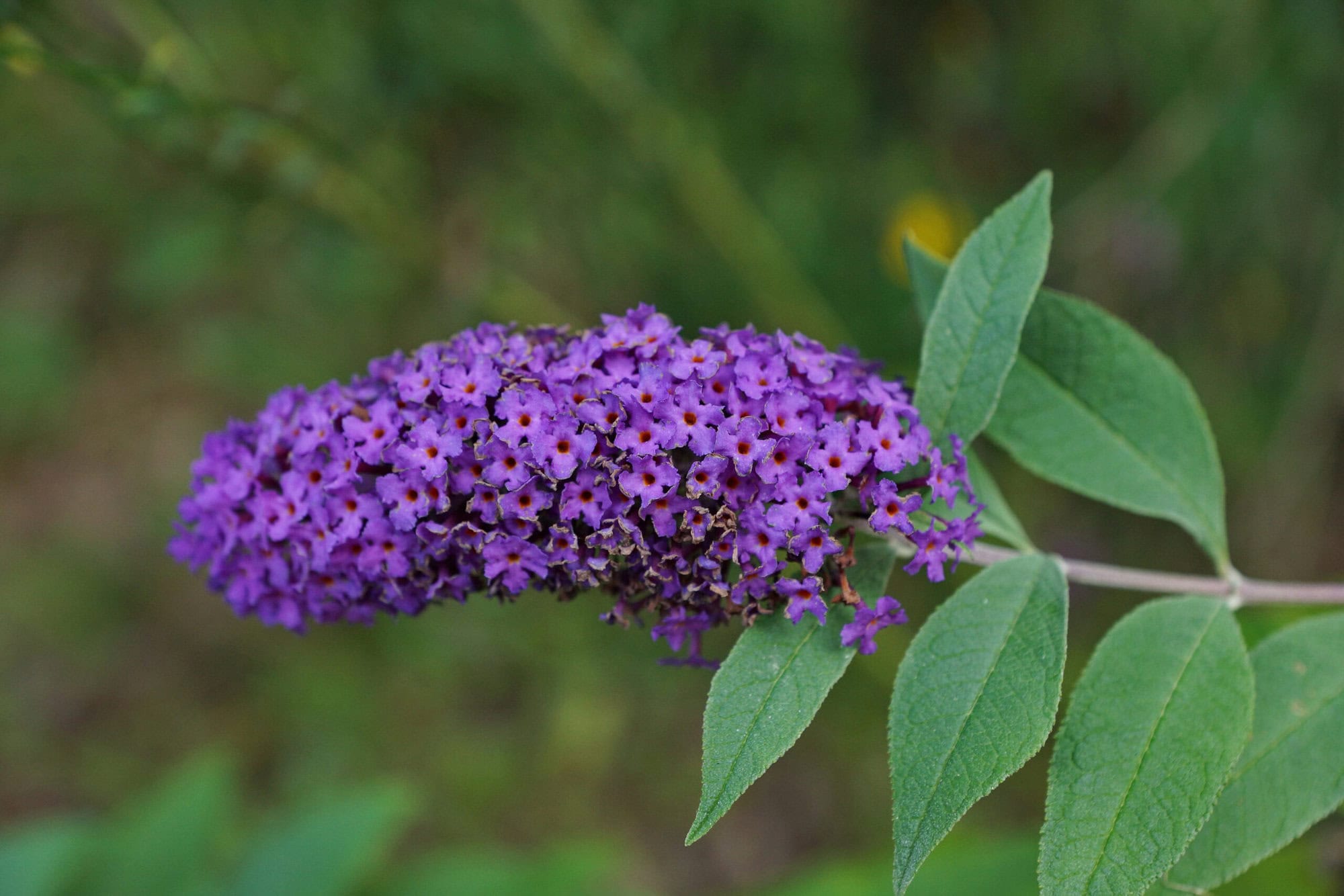Photographie d'une plante invasive : l'arbre à papillon ou Buddleia de David