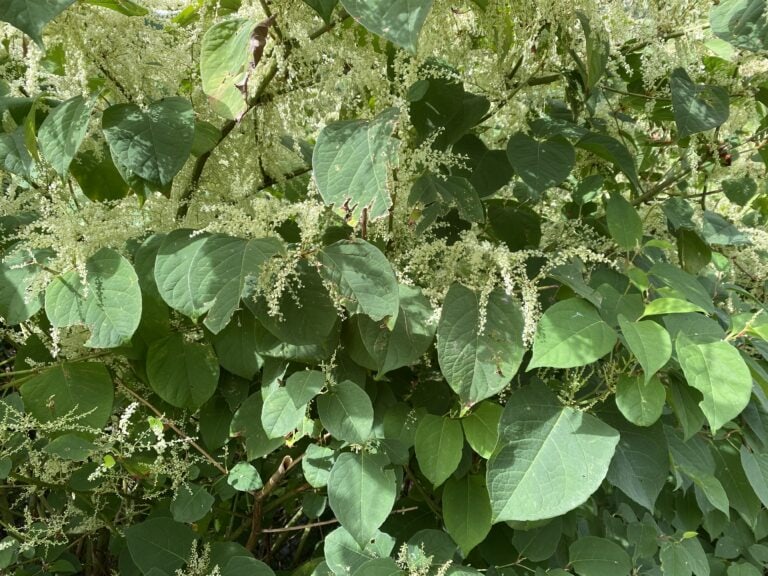 Photographie de la plante exotique Renouée du Japon © Quentin Ragache - CBNMC