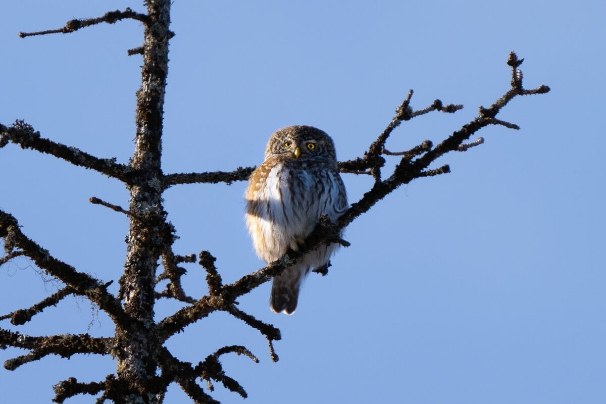 Chevêchette d'Europe