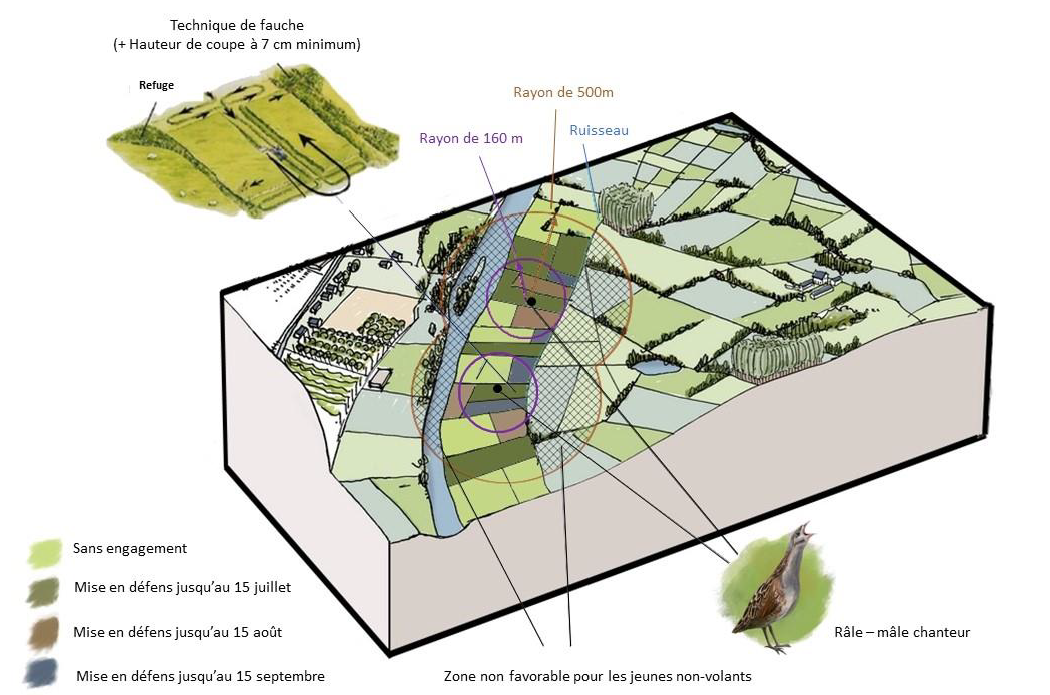 Illustration de la protection du Râle des genêts par mise en défens.