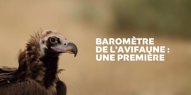 Vautour moine